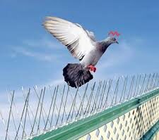 افضل شركة تركيب طارد الحمام بالخبر والقطيف والظهران والجبيل والاحساء